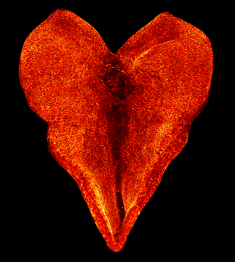 Valentine heart shaped red shape slightly illuminated. 