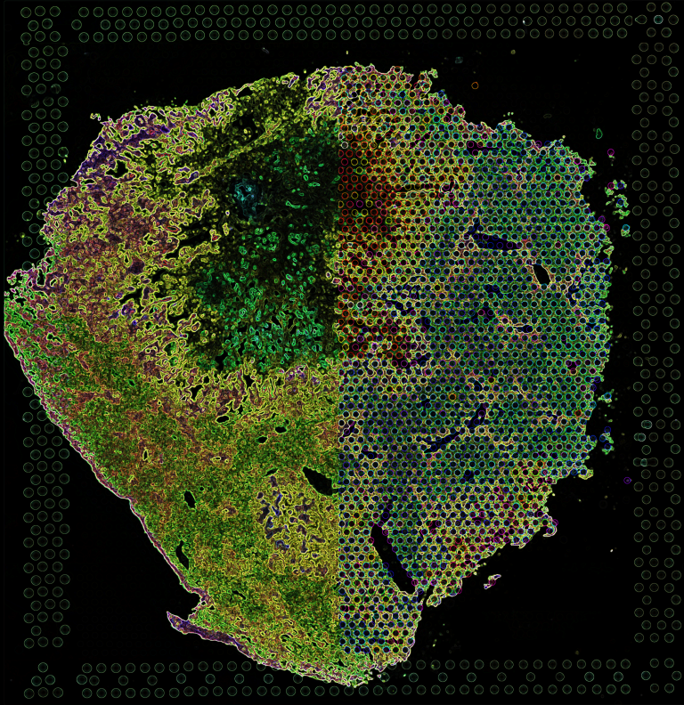 Green and brown colored craggy shape resembling an island or continent..