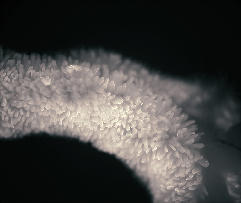 White tongue like structure covered in smaller white hair like protrusions.