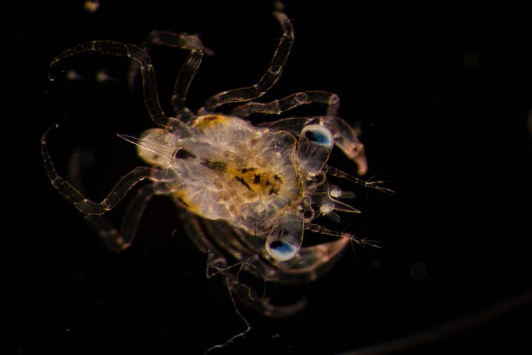 close-up view of a developing crab