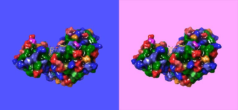 two identical views of a 3-D protein model, one on an blue background, one on a pink background