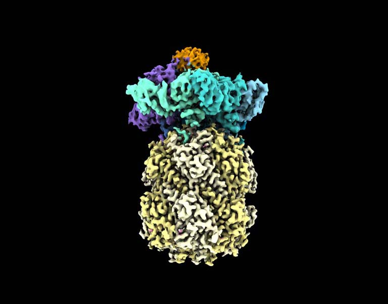 molecular model of proteins; it resembles a pineapple