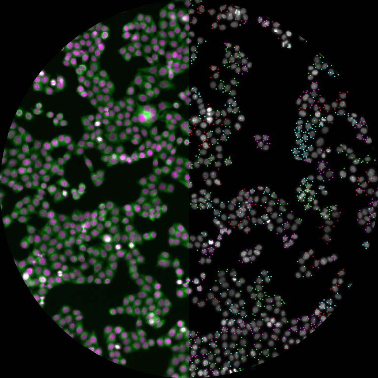 two views of multiple cells dividing