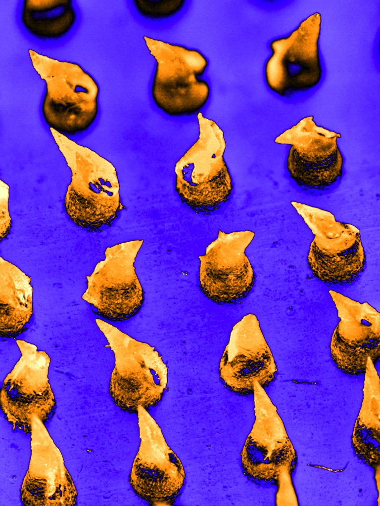 close up view of gold flame-shaped needles on an indigo background