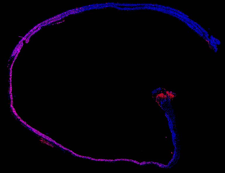 a narrow G-shaped loop of cells, with pink on the left and bottom, blue on the top right and vertical stem with red at the very end