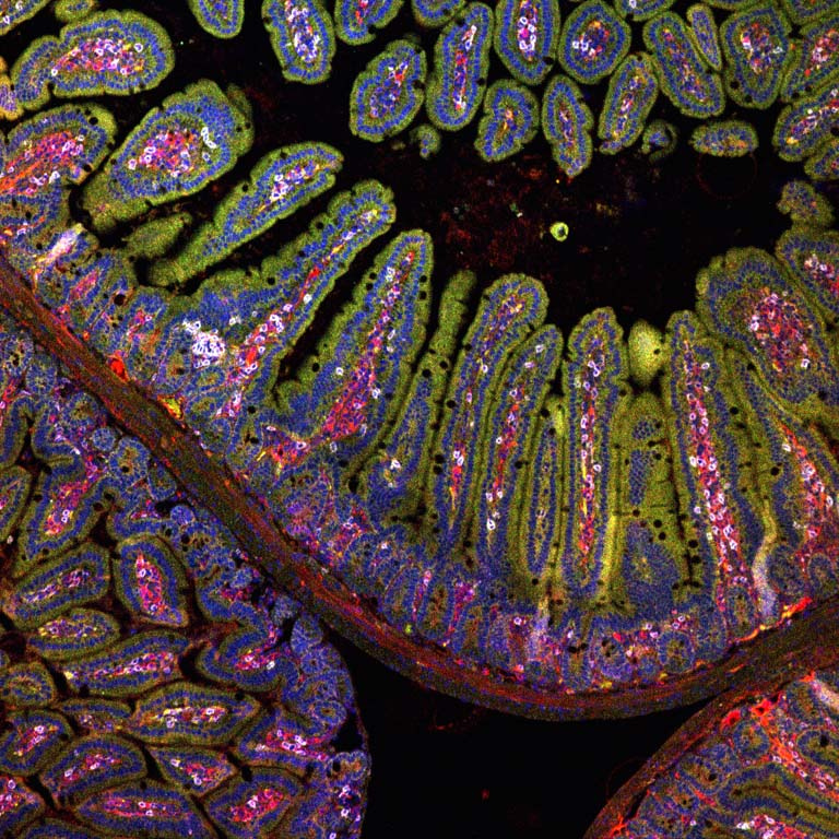 curving bands filled with connected cells in green, yellow, pink, and purple meander through the field