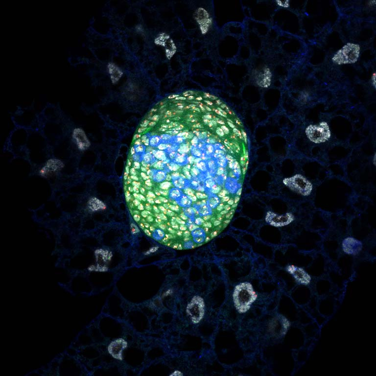 an egg-like cluster of blue and yellow cells surrounded by a ring of pale glowing circles with blue filaments between them