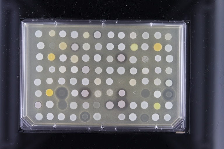 Yellow and white dots on a rectangular slide on a black background