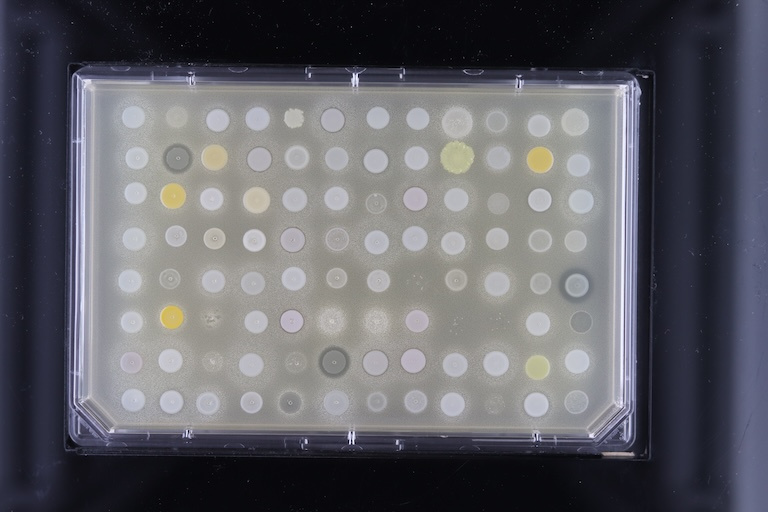 Yellow and white dots on a rectangular slide on a black background