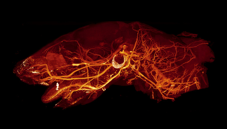 Nervous system visually looking like bright red root like structures in a black background 1