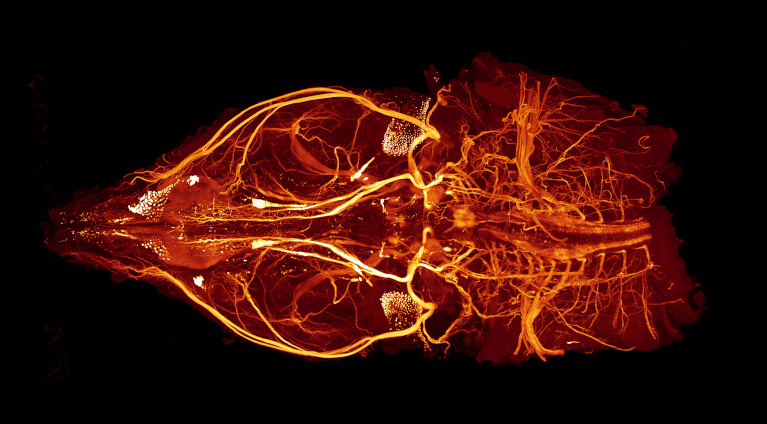 Nervous system visually looking like bright red root like structures in a black background 2