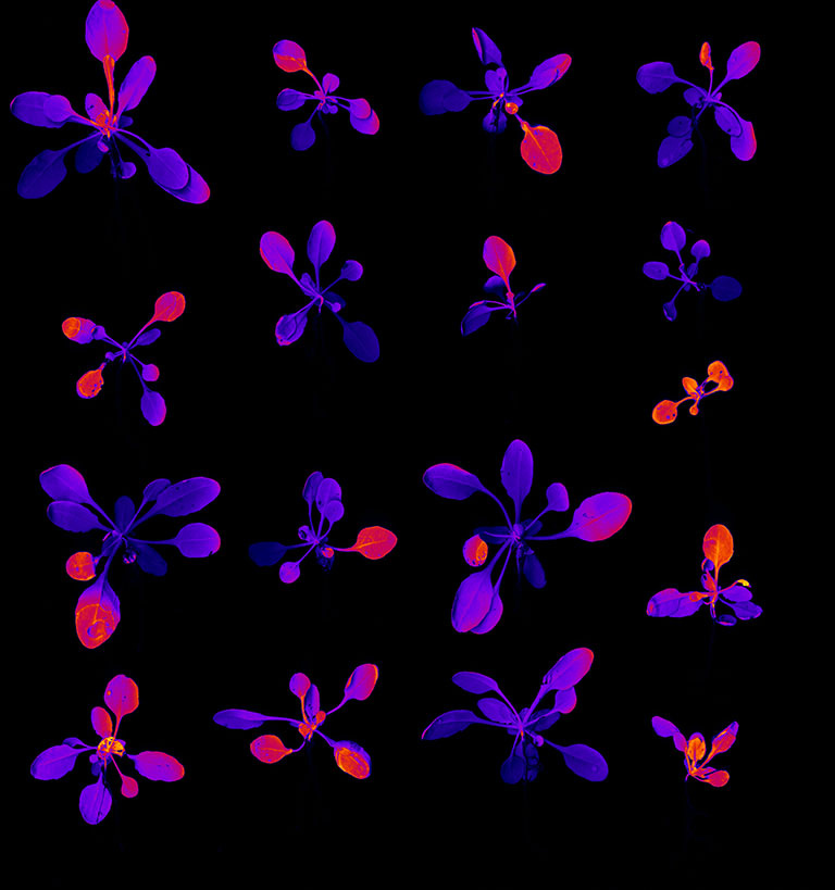 A grid of 15 plants seen from above on a dark background. Most of the plant leaves are deep blue and purple, but some are shaded in with hot pinks and oranges.