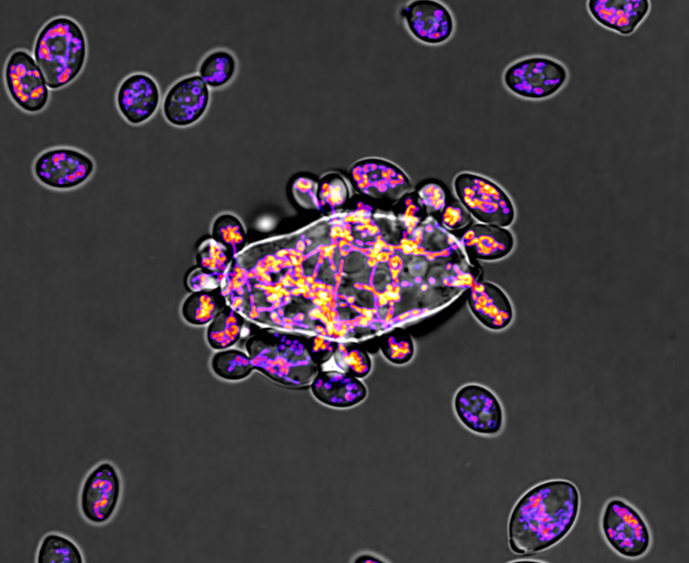 Purple cells around a large cell on a black background