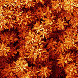 flower-like crystals in a cluster