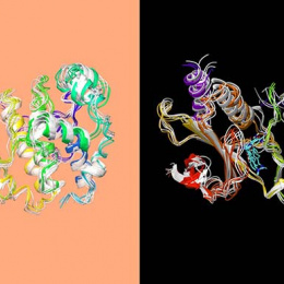 two identical views of a homologous protein model, one on an orange background, one on a black background