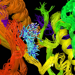 view into the center of a homologous protein model