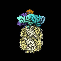 molecular model of proteins; it resembles a pineapple