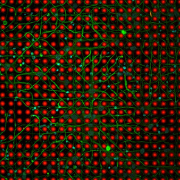 a grid of red pillars with green cells weaving between them