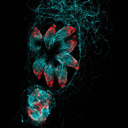 A rosette-like cluster of cyan ovals tipped in red is surrounded by a web of cyan threads and a cluster of red and cyan cells sits below