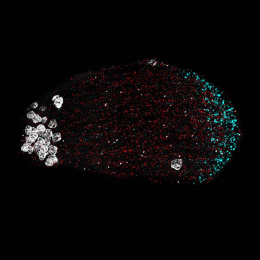 small dots in a horizontally-oriented oval, red at the center, larger and white on the left end, and cyan along the rightmost curve