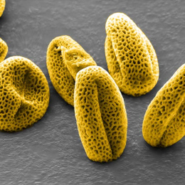 irregularly oblong porous grains of pollen colored yellow stick up from a grey surface