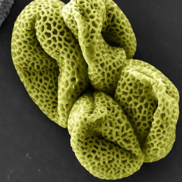 four quadrants of a porous grain of pollen appear crumpled on a dark grey surface