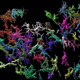 neuronal structures in colored segments, connected in a network like a coral reef