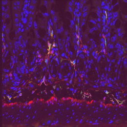 a red line of cells with blue flame-like cell clusters extending upward, mixed with red and yellow cells at key junctures