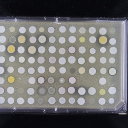 Yellow and white dots on a rectangular slide on a black background