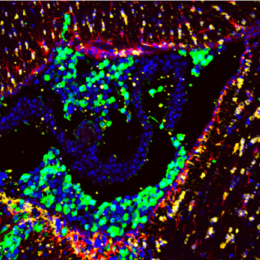 Complex colorful brain structures looking like circular clusters in a dark background 2